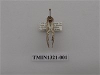 藏品(尺蠖蛾科)的圖片